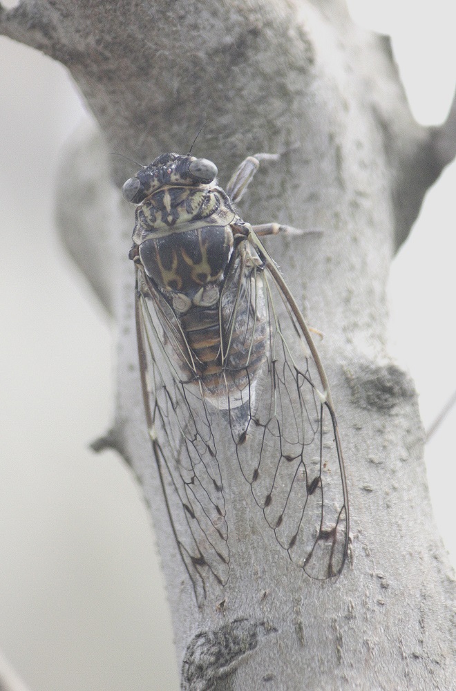 Cicada orni